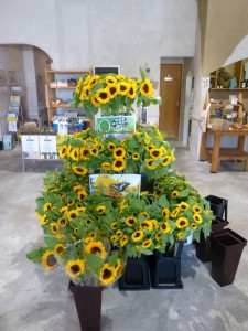 夏だ!ecomoだ!エコモノ市!!リフォームのご相談もどうぞ! 8 P10304311