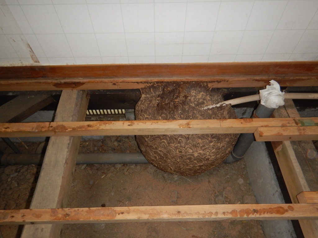 珍客！藤沢市のリフォーム現場で巨大なスズメバチの巣が