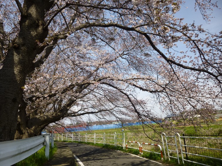 今年のお花見 11 P10309771