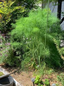 大きくなりました