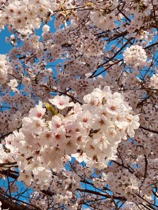 163F8BC0 D101 48C7 ADDB 15DE56E0BC54