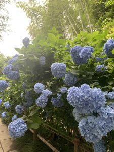 梅雨真っ只中・・・