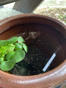 IMG 7274 e1592459589148