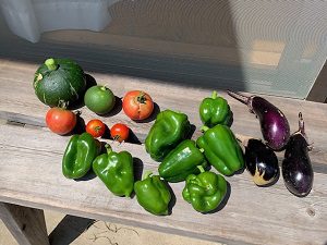 夏野菜とれました。