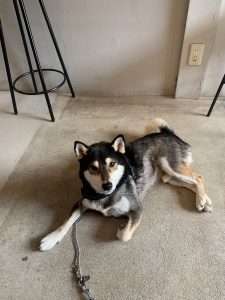 休日の過ごし方