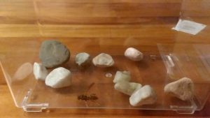 初めてハチに刺されました