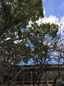 上棟しました！