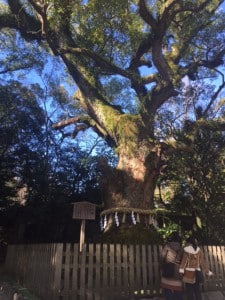 今年も宜しくお願い致します