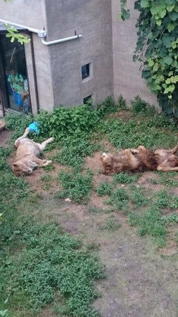 暑中お見舞い申し上げます。