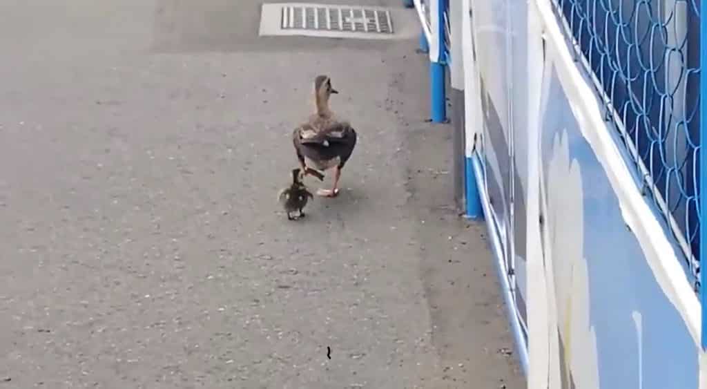 画像_1 2019-08-27_23-37-33