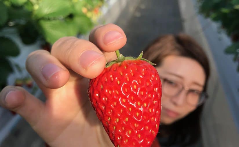 高橋　平塚市にあるイチゴ狩りに…