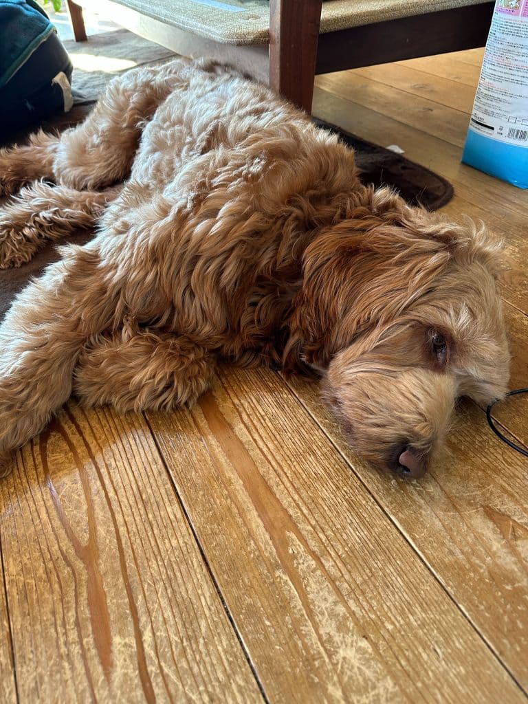 １４歳　女の子　イタリアン・グレーハウンド