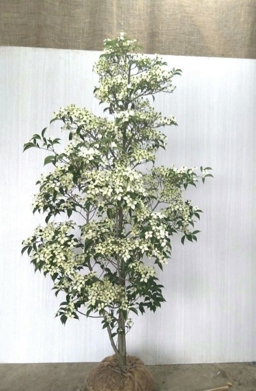 玄関に植えたいシンボルツリー(果実・花)
