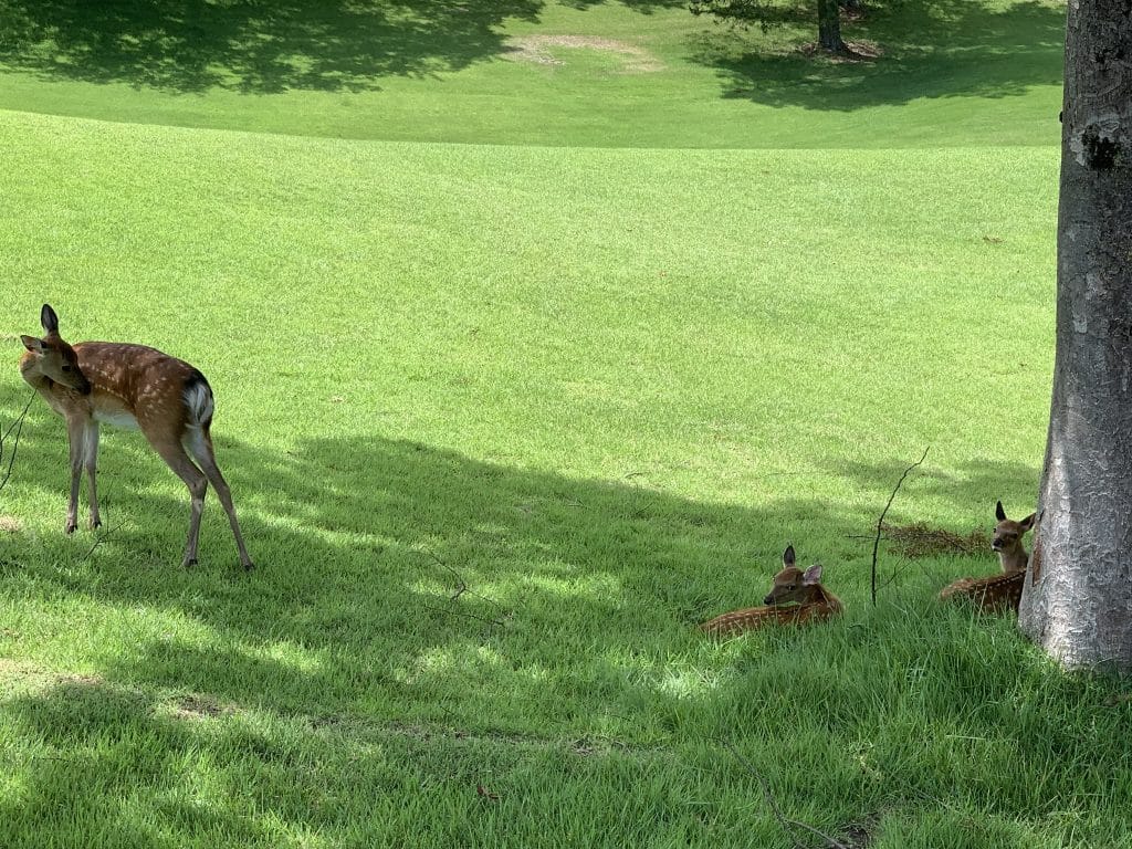 977FEB38 7EC0 4225 91DE F1CB8E7ADAC4 1 102 o