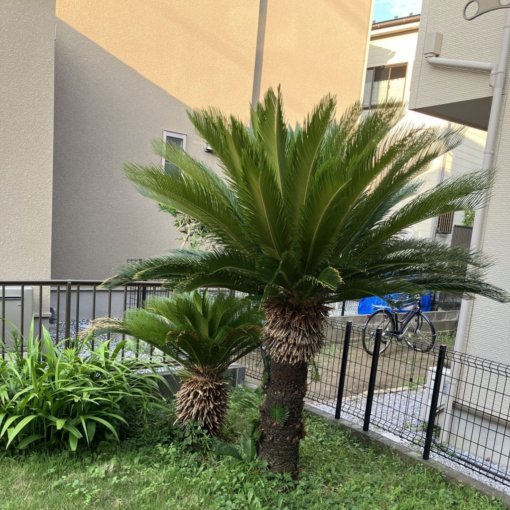 IMG 5048 scaled e1754616973476