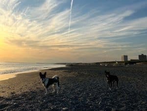 自然素材の家づくりは、人だけでなくペットにもやさしいんです…